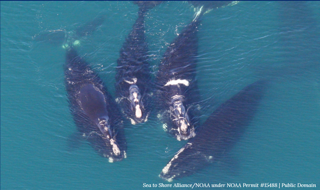 whales
